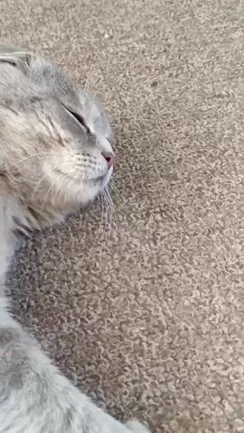 A close-up shot shows a gray Scottish Fold cat lying on a textured surface, likely carpet. The cat is sleeping with its eyes closed and its head resting on its side. Its fur is gray and white, and its ears are folded. The lighting appears to be natural sunlight. The video focuses on the cat's face as it rests.