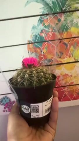A hand holds a small black pot containing a cactus with a pink artificial flower glued on top. The cactus is round and green with many spines. The pot has a label that reads “Oasis” and has a barcode. Behind the hand is a wooden plank wall with a colorful pineapple design. There’s also a small sticker of a dripping jar. The hand rotates the pot slightly to show the label. The lighting is bright and natural.