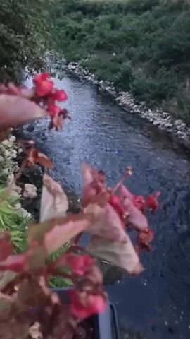 The video shows a body of water, likely a stream or river, flowing through a natural environment. The water is dark and appears to be moving. The banks of the waterway are lined with rocks and vegetation, including green plants and some reddish-pink flowers in the foreground. The overall scene suggests an outdoor setting, possibly in a wooded or overgrown area, during twilight or in low light conditions. The camera is focused on the flowers and the water, with the background showing more dense greenery and a slightly illuminated area in the distance.