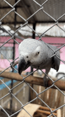 African gray parrots observed in cages at Baan Lamai