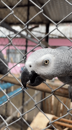 African gray parrots observed in cages at Baan Lamai
