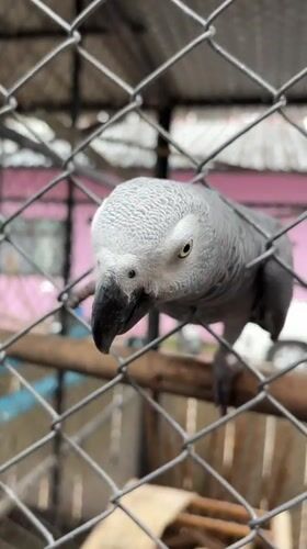 African gray parrots observed in cages at Baan Lamai