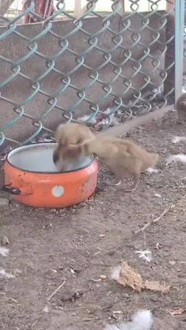A group of three fluffy, brown ducklings are gathered around an orange pot that has been repurposed as a water dish. The ducklings are positioned on loose dirt and straw, with a chain-link fence visible in the background. One duckling bends down to drink from the pot while the other two stand nearby, observing. Feathers and dried leaves are scattered on the ground. The overall scene depicts a simple farmyard or backyard environment.