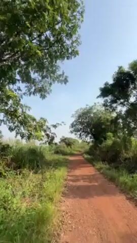 The video shows a dirt road cutting through a grassy, overgrown area towards the horizon, flanked by trees on both sides under a clear, light blue sky. The road is reddish-brown and somewhat uneven. Tall green grass and other vegetation line the edges of the path, growing densely. Trees are visible on the left and right, their leaves forming a canopy overhead. The sky is predominantly clear with only a hint of haze, suggesting it might be a sunny day.