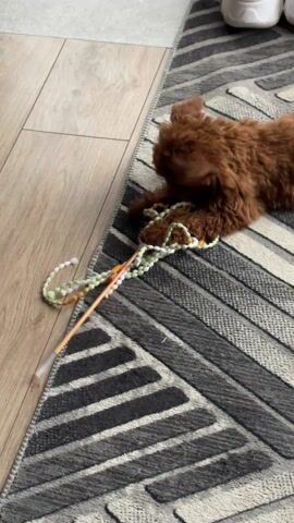 A small, brown poodle puppy lies on a gray and white striped rug next to a light-colored wooden floor. The puppy is playing with a string of beads, holding it in its paws and chewing on it. The beads are multicolored, including white, green, and orange. An orange stick lies next to the beads. A pair of white sneakers are visible in the upper right corner of the frame.