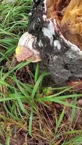 The video shows a close-up view of fungi growing on a decaying tree stump in a forest setting. The fungi are various shades of brown and white, with a prominent reddish-brown shelf-like mushroom taking center stage. Green grass and fallen leaves surround the stump. The camera pans and zooms slightly, offering different angles of the fungi and the decomposing wood. The lighting suggests an outdoor, natural environment. There are no people or animals visible in the footage.