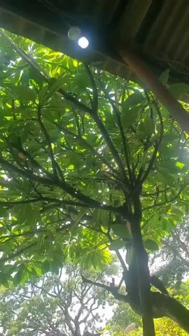 The video captures a close-up, upward-facing view of a tree with lush green leaves and dark branches, set against a backdrop of sunlight filtering through the foliage and what appears to be a corrugated roof structure overhead. Two bright, round lights, possibly bulbs, are visible near the top of the frame, illuminating the leaves and branches. The lower portion of the frame shows a blurred view of more trees with lighter foliage. The perspective suggests the viewer is positioned beneath the tree, looking up towards the sky and the structure above. There are no people or overt actions depicted; the focus is on the natural elements and artificial lighting within the scene.