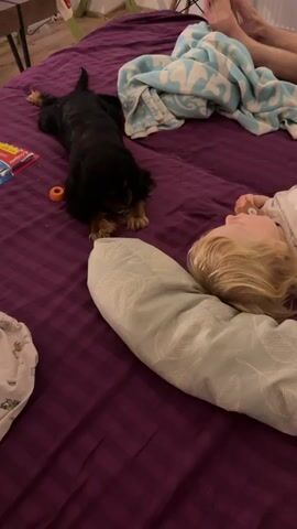 A small black and tan dog lies on a purple blanket on a bed, looking at the camera. A pacifier is near its nose. To the left of the dog, there is a small orange toy. A person's legs, covered by a blue and white blanket, are visible at the top right of the frame. The person's feet are bare. A white pillow with a leaf pattern is in the foreground, partially obscuring the dog and a child's head.