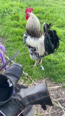 A rooster with black, white, and brown feathers stands on green grass. A white hen walks past the rooster. In the foreground, black boots and part of a metal cart are visible.