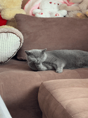 Cat rests on sofa in Bulgarian home