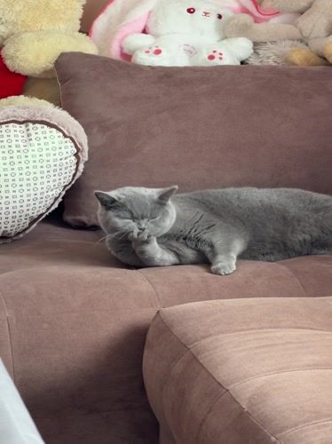 Cat rests on sofa in Bulgarian home