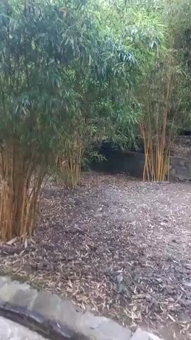 The video shows a pathway through a dense bamboo forest. The path is made of stone or brick and is lined by a small ditch on the right side. The bamboo stalks are golden-brown and tall, with lush green leaves. The path leads upwards towards a set of stone stairs, also surrounded by bamboo and foliage. The ground is covered with fallen leaves and debris. The atmosphere appears serene and natural, suggesting a park or natural reserve.