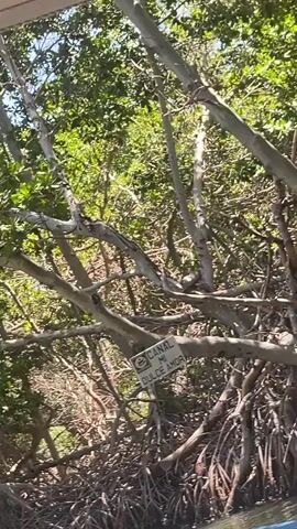 The camera travels down a narrow river in a boat, surrounded by a dense mangrove forest. The sign for "Canal Mi Dulce Amor" (Canal My Sweet Love) hangs on a tree branch. The water is murky green. At one point a large pile of dead branches sits at the edge of the river.