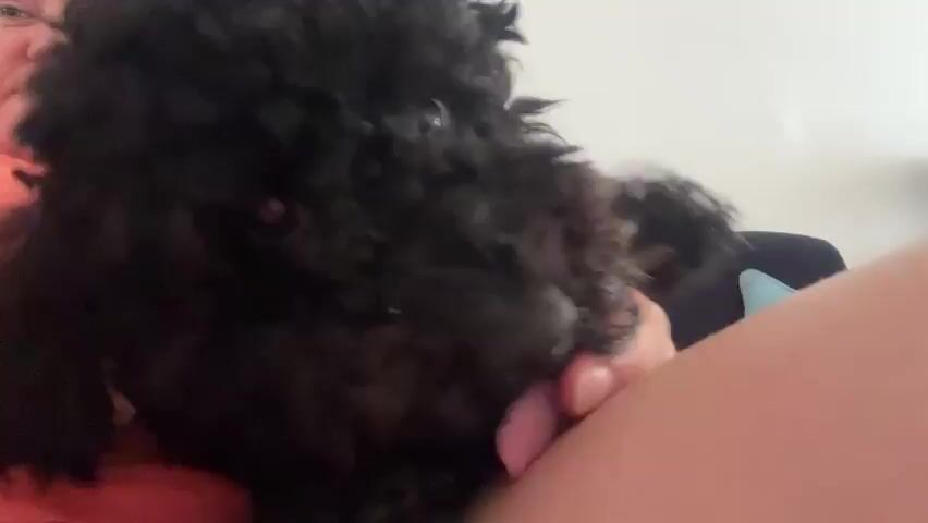 A black poodle puppy with curly fur and light eyes is shown from a close-up perspective, looking towards the camera initially. The puppy then turns its head to the left and licks or mouths a person's bare arm, which is light-skinned. The person's face is partially visible in the reflection of the puppy's eye. A hand with a pink fingernail is visible touching the puppy's snout as the puppy continues to interact with the arm. The sound of the person speaking to the dog in an affectionate tone and the puppy making soft sounds can be heard. The setting appears to be indoors, with a light background and a blue pillow visible behind the arm. The interaction is gentle and playful.