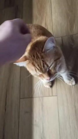 A close-up, slightly high-angle shot shows a person's hand petting an orange and white cat lying on a wood-look floor. The hand is seen stroking the cat's head and neck. The cat is mostly still, its eyes appearing closed. The floor has a light brown, wood-grain pattern running lengthwise. The lighting in the room appears neutral.