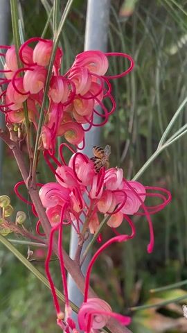A close-up shot shows a honeybee foraging on a pink-and-white Grevillea flower. The flower has a distinctive shape with curled petals and long, red styles. The bee is positioned on top of the flower, its legs and wings visible. The background is blurred, suggesting a natural environment with greenery. The lighting is soft and diffused, highlighting the colors of the flower and the bee.