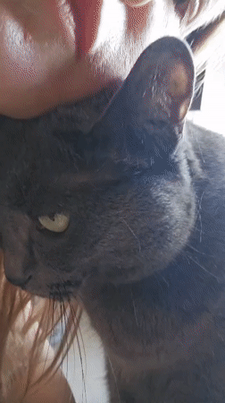 Morning with a grey cat in Krasnodar
