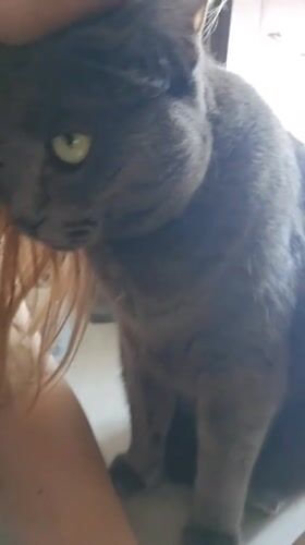 Morning with a grey cat in Krasnodar