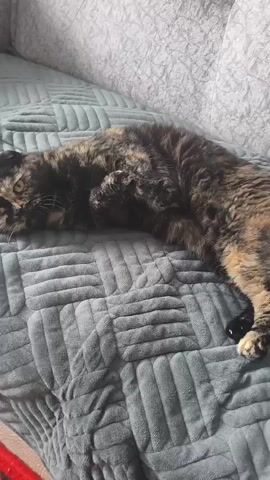 A tortoiseshell cat with folded ears is lying on its back on a grey quilted blanket. The cat's paws are raised and it appears to be grooming itself. The background is a textured wall and a hint of a red rug is visible at the bottom left of the frame.