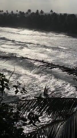 This video captures a dramatic coastal scene in Walgama, Sri Lanka. The primary subject is the ocean, with its surface churning with strong waves that crash and foam. Sunlight glints off the water, creating a bright, almost silvery effect that contrasts with the darker, silhouetted foliage in the foreground and the dense line of palm trees forming the background.

In the mid-ground, a collection of driftwood or fallen branches lies partially submerged in the surf, adding a touch of natural debris to the dynamic seascape. The overall impression is one of a powerful and untamed natural environment.

The time of day appears to be either early morning or late afternoon, given the quality of the light and the subdued tones of the sky, which is partly overcast with clouds. The weather seems to be breezy, evidenced by the movement of the waves and the way the surf is breaking. The location is clearly coastal, with the characteristic palm trees indicating a tropical or subtropical setting. There is a sense of raw energy and perhaps even a hint of wildness conveyed by the scene. No people or text are visible in the video.