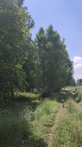 The video shows a dirt path leading through a grassy area with trees on the left side and a field of tall grass and plants on the right. The sky is blue with some white clouds. The camera appears to be moving along the path.