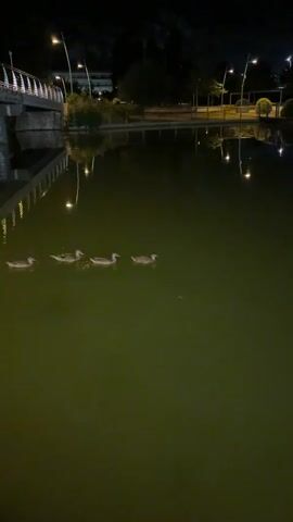 Four ducks are swimming in a murky green pond at night. The pond is surrounded by a paved area with streetlights and some trees. A bridge is visible in the background to the left of the frame. The scene is illuminated by artificial lights, reflecting on the water's surface. The ducks are moving from left to right across the frame.