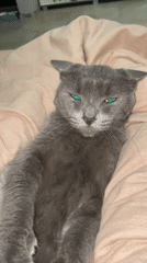 Gray cat rests on pink blanket in Sochi