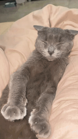 Gray cat rests on pink blanket in Sochi