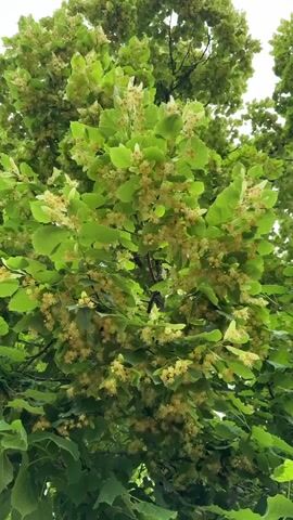 The video shows a close-up view of a linden tree in bloom. The tree is full of bright green leaves and clusters of small, pale yellow flowers. The camera pans slightly upwards, revealing more of the tree's canopy and the sky above. The lighting is bright and natural, suggesting an outdoor setting on a sunny day. There are no people or animals visible in the video. The overall impression is one of natural beauty and abundance.