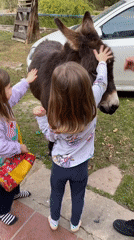 Hand-feeding a donkey in Durazno, Argentina