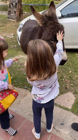 Hand-feeding a donkey in Durazno, Argentina