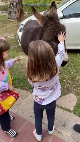 Two young girls, one with long brown hair and wearing a purple hoodie with a floral design and a yellow purse, the other with long brown hair and wearing a white long-sleeved shirt with a floral design and dark pants, are interacting with a small, dark brown donkey. The girl in the purple hoodie is holding her purse. The girl in the white shirt is petting the donkey's head. The donkey is standing in a grassy area next to a paved walkway. A white car is parked behind the donkey. There is a wooden fence and some greenery in the background. The overall setting appears to be outdoors, possibly a farm or rural property. The children seem to be enjoying their interaction with the animal.