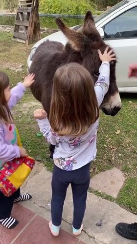 Hand-feeding a donkey in Durazno, Argentina