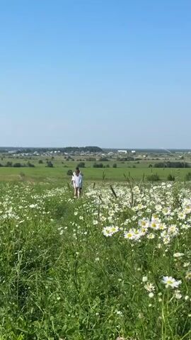 A person in a white shirt and shorts walks through a field of daisies with another person. The field is green with many white daisies in bloom. In the background, there are rolling green hills and a distant view of a village or town. The sky is clear and blue. The video appears to be filmed on a sunny day.