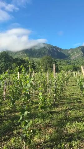This media file depicts a vineyard with rows of young grapevines stretching towards a mountainous backdrop. The sky is a clear blue with a few scattered white clouds, one of which is nestled against the peaks of the distant mountains, suggesting a clear and possibly warm day. The sun is high, casting shadows and highlighting the vibrant green of the foliage and grass.

The foreground is dominated by the neat rows of grapevines, each supported by wooden stakes. The vines themselves appear to be in their early stages of growth, with slender stems and developing leaves, some tied with blue string to the stakes. The ground between the rows is covered in lush green grass.

In the background, rolling green hills lead up to imposing, rugged mountains. The slopes of the mountains are covered in dense vegetation, with rocky outcrops visible. The overall scene evokes a sense of natural beauty and tranquility, suggesting a rural or agricultural setting, specifically a vineyard in a hilly or mountainous region. There is no visible text in the media file. The time of day appears to be morning or early afternoon, given the bright sunlight and clear sky. The setting is likely Georgia, given the mention of Khvanchkara in the prompt, a region known for its viticulture. There are no people or animals visible. The activity is passive, capturing a scenic landscape rather than an event in progress.