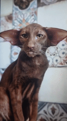 Cats, car parts, and wormhole animations from Belorechensk