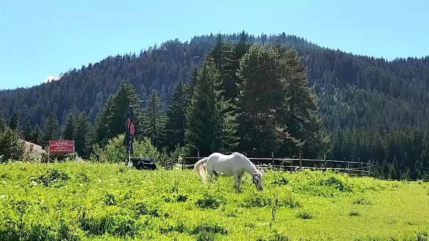 A white horse grazes in a lush green field. Behind the field, a dense forest of pine trees covers a mountainside. The sky is clear and blue, indicating a sunny day. There is a wooden fence to the right of the horse and a signpost to the left.