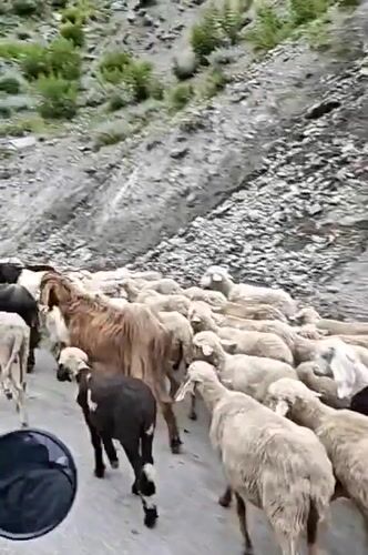 Sheep and goats fill a mountain road in Kishorl, India