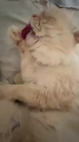 A fluffy, light-orange cat is lying on what appears to be a patterned blanket or sheet. The cat's eyes are closed and it seems to be grooming its face with its paw.