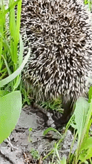 Hedgehog foraging documented in Russian woodland habitat