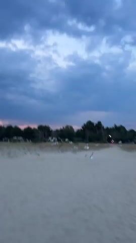 The video opens with a sandy beach and a line of trees in the distance, with a cloudy sky overhead. As the video progresses, several white birds fly across the screen in front of the trees. The lighting suggests either sunrise or sunset, with a faint pink hue visible on the horizon. There are no people visible in the video, and the only discernible objects are the birds and a white lounge chair on the beach. The scene appears calm and natural.