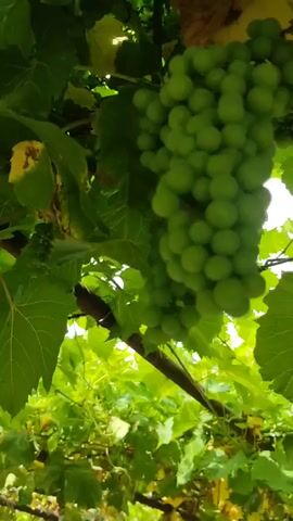 A close-up shot of a bunch of unripe green grapes hanging from a vine. The grapes are small and round, and they are clustered together on the stem. The leaves of the vine are large and green, and they are partially obscuring the grapes. The background is out of focus, but it appears to be more foliage and possibly a building. The lighting is natural and appears to be daylight.