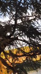 Sunset hour at Lake Trasimeno, from treetops to dusk sky