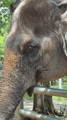 Elephant sanctuary visit and Ko Samui sightseeing, one morning