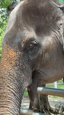 Elephant sanctuary visit and Ko Samui sightseeing, one morning