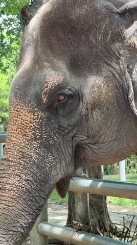 Elephant sanctuary visit and Ko Samui sightseeing, one morning