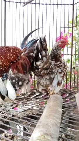 Two small chickens are in a cage. The chicken on the left is facing away from the camera, showing its back and tail feathers, which are a mix of black, blue, red, and white. It has white feathers on its underside. The chicken on the right is facing towards the camera, showing its side profile. Its feathers are speckled brown and white. Both chickens are standing on a metal grate, and a wooden perch runs horizontally across the bottom of the frame. Behind the cage, out of focus, are pink flowers and green foliage. The lighting is bright, suggesting it is daytime.