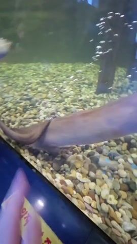The video shows an aquarium with gravel on the bottom and a few aquatic plants. In the foreground, a person's hand is visible, reaching towards the glass. In the background, two fish are swimming. One fish, larger and lighter in color, is swimming horizontally across the frame. Another, darker fish, is partially visible swimming in the upper left corner. Bubbles are rising from the bottom of the tank, suggesting an aeration system. A yellow sign with a red circle and a diagonal line over an image is affixed to the aquarium glass, though the image is not clearly discernible. The overall environment appears to be indoors, possibly a public aquarium or a large private tank.