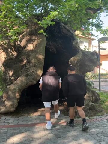 Two men approach a large, hollow tree on a brick path in a park or yard. One man is wearing a white t-shirt, white shorts, a black vest, and white sneakers. The other man is wearing a black hooded jacket, black shorts, and black boots. They walk into the hollow part of the tree. The video then tilts upward to show the green leaves of the tree. Buildings can be seen in the background. The lighting is bright and sunny.