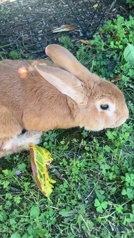The video shows a light brown rabbit sitting in a patch of green clover under partial shade. The rabbit is facing the camera with its ears upright. Next to the rabbit is a large leaf that is green, yellow, and brown. In the background is a black wire cage. The rabbit remains still, occasionally twitching its nose.